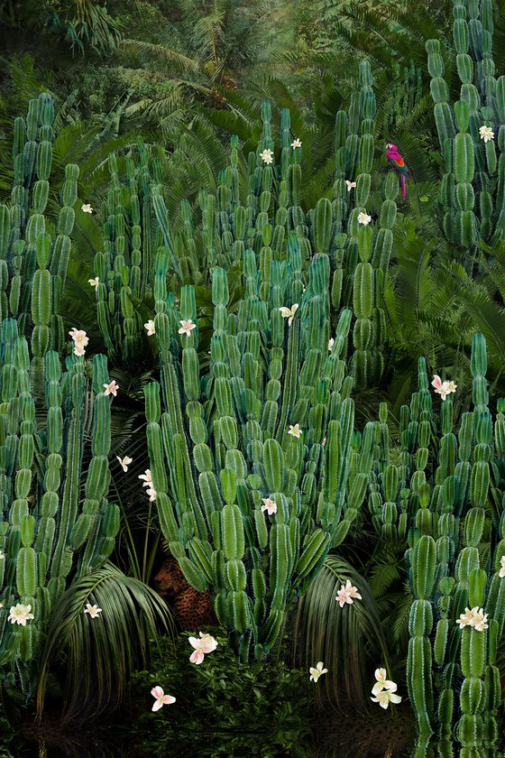 Cactus Forest - Framed