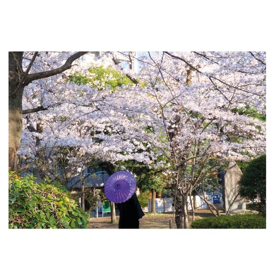 Sakura Umbrella