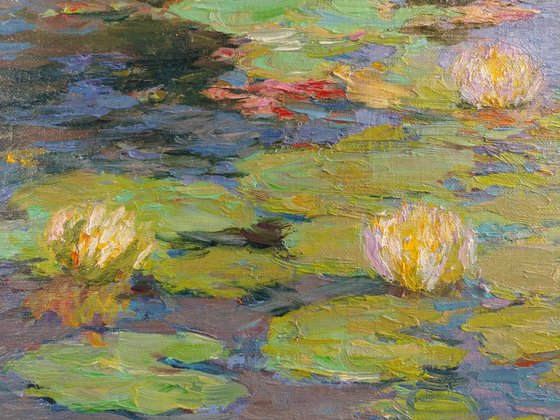 White water lilies. Summer