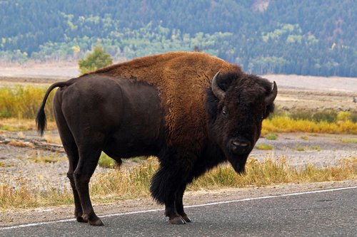 Wandering Yellowstone Bison by Alex Cassels