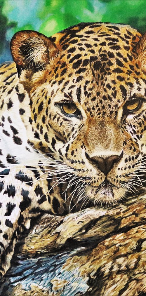 The gaze,Young Leopard by Julian Wheat