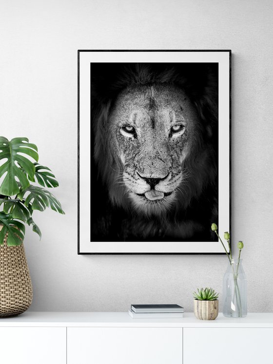 #2 - Lion Portrait