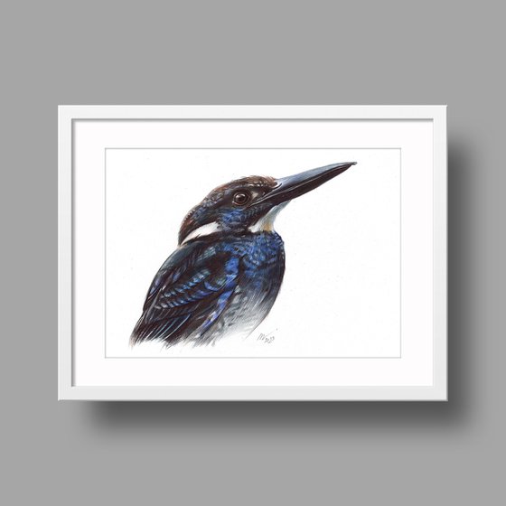 Javan Blue-Banded Kingfisher