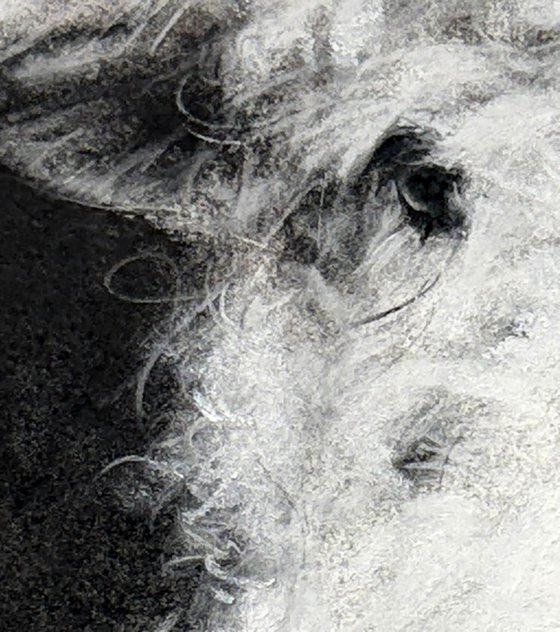 Sheep 3