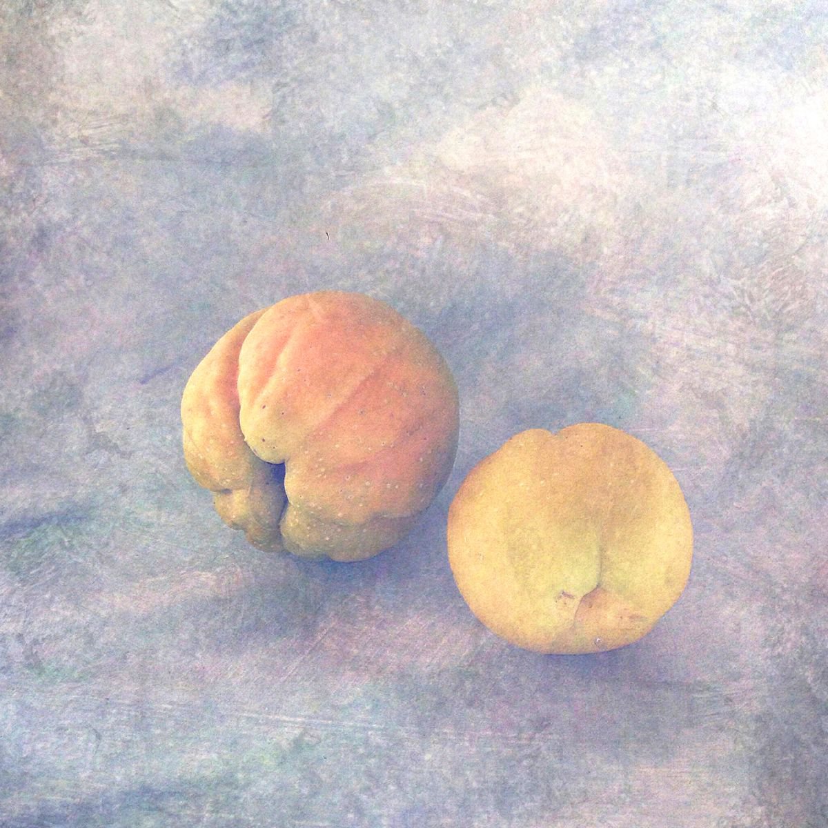 QUINCE by SARAH PARSONS