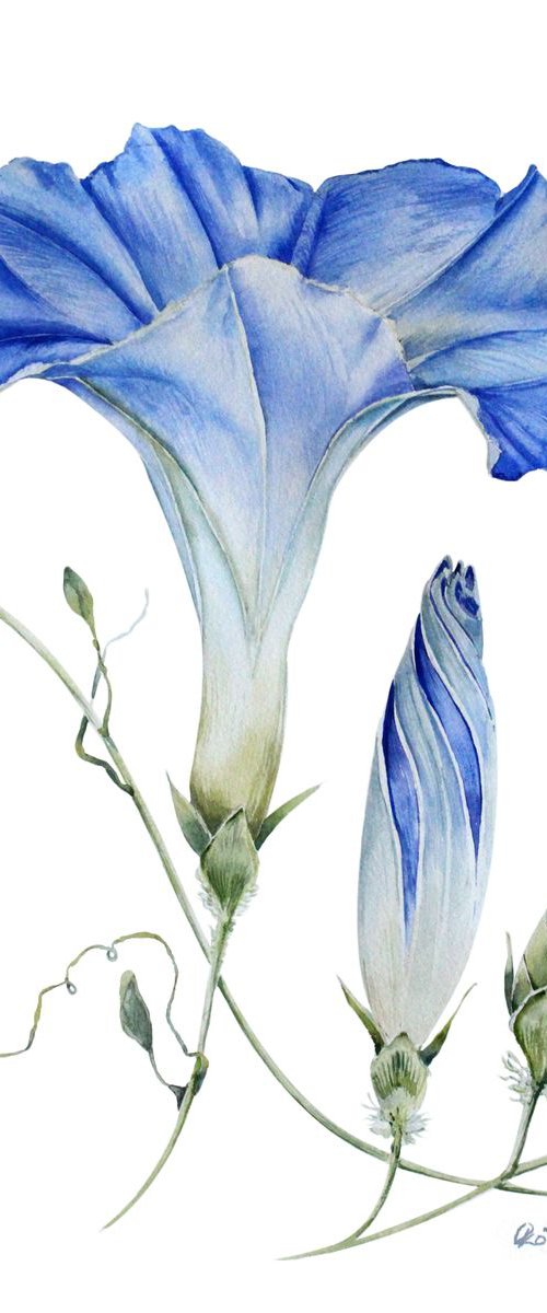 Blue Morning Glory by Olga Koelsch