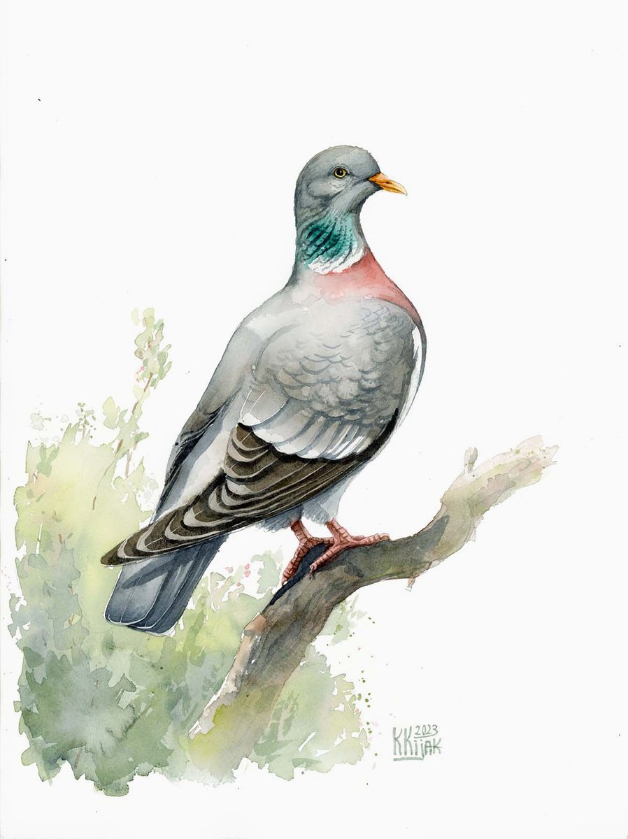 Wood Pigeon, watercolor painting by Karolina Kijak