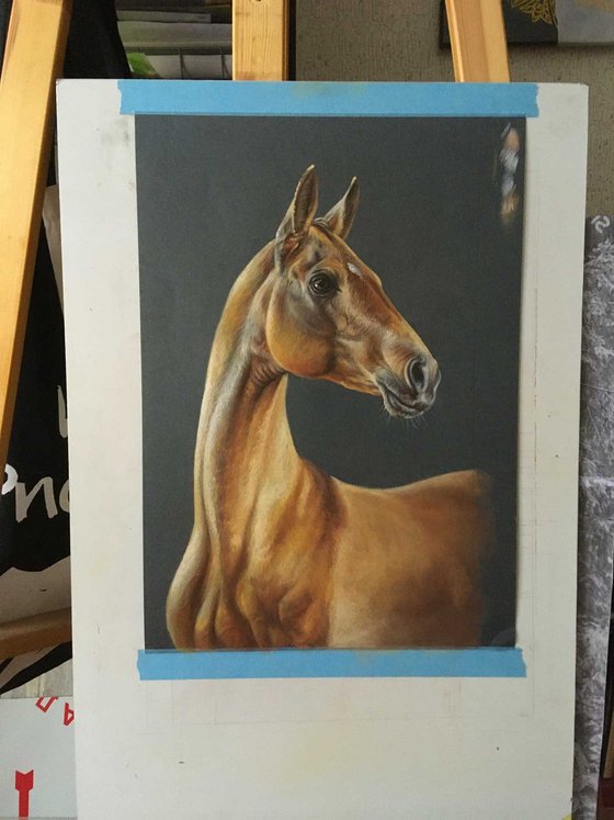 Golden Horse Akhal Teke original drawing