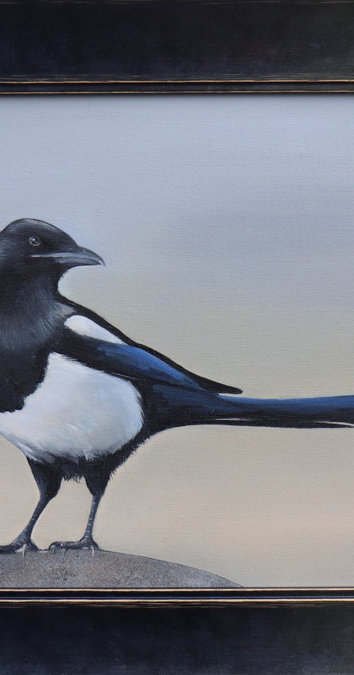 Magpie in the Early Morning Light by Alex Jabore