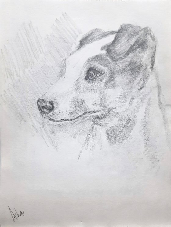 Jack Russel Terrier Portrait  -Pet Dog sketch