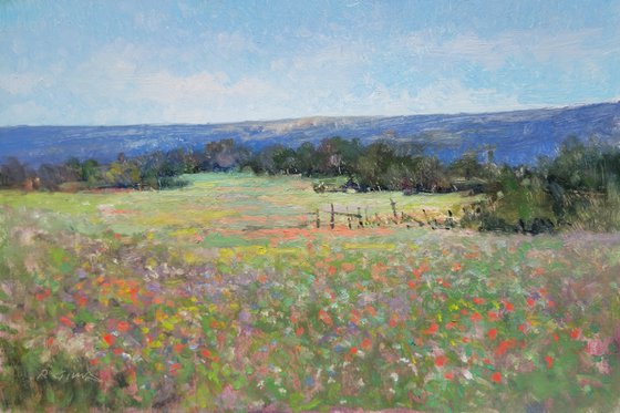 Meadow in Provence