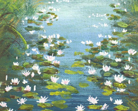 Water lily pond