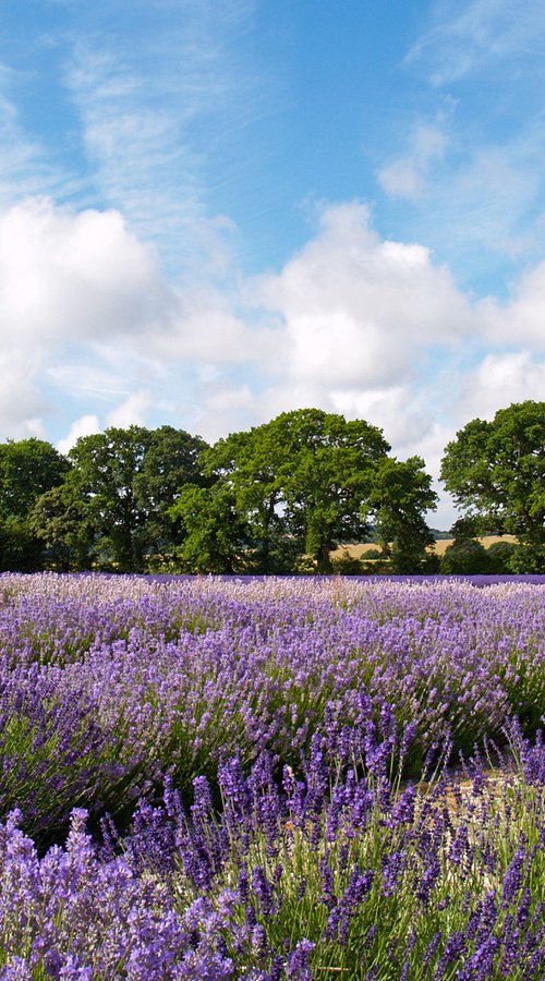 Hampshire Lavender Fields 3 by Alex Cassels