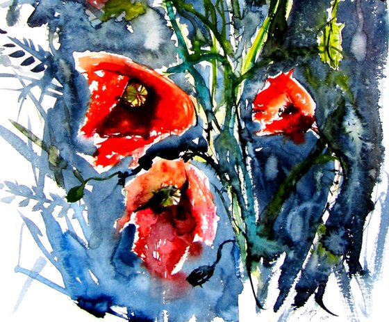 Wild poppies