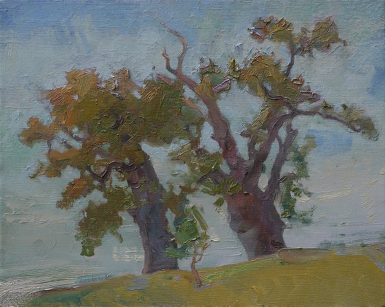 Old oaks in Kachanivka