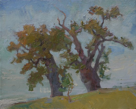 Old oaks in Kachanivka