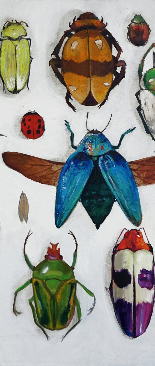 "Entomological insect collection by ANASTASIA BALABINA