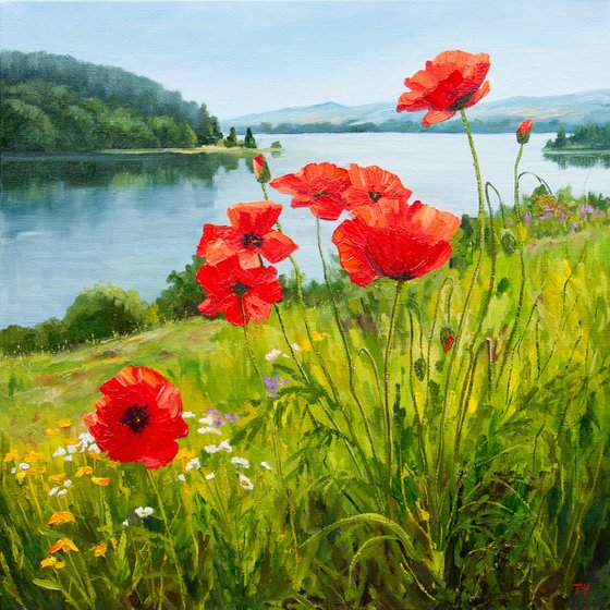 Field of poppies.