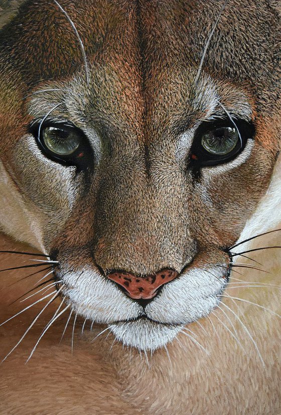 "Mountain Lion" 60 x 40 cm , Ready to Hang / hyperrealism / photorealism / wild cat / wild life/ animalism