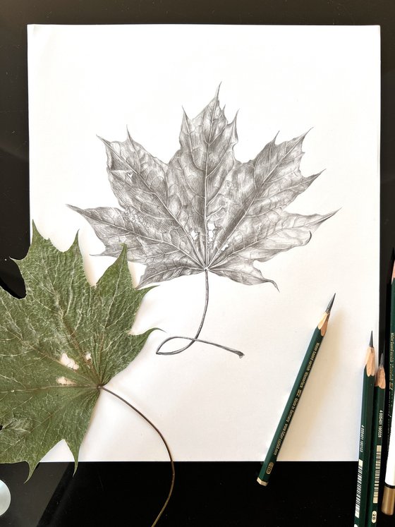 Maple leaf