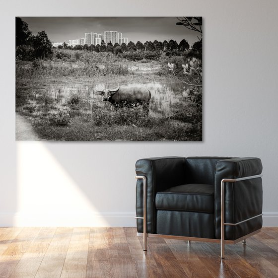 Urban Water Buffalo I