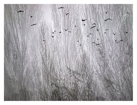 Midwinter #2 Limited Edition #1/25 Fine Art Photograph of Bare Winter Trees and Birds Flying