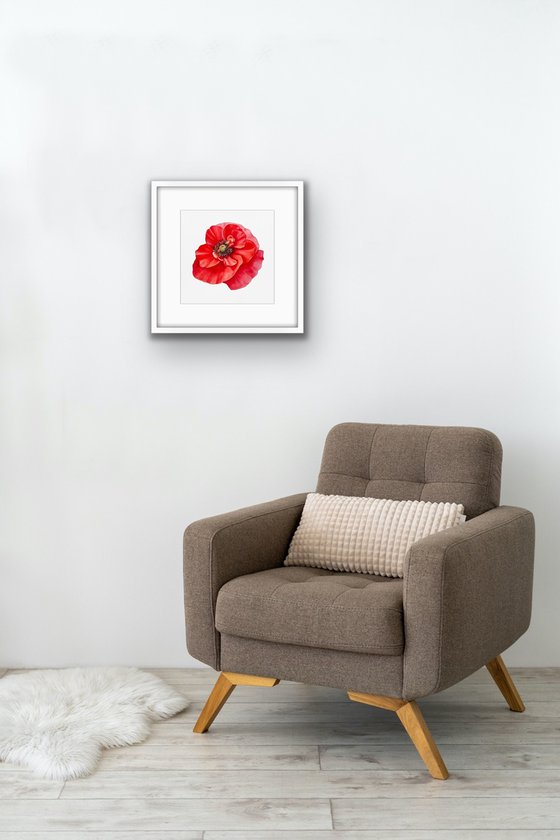 Red poppy. Original watercolour artwork.