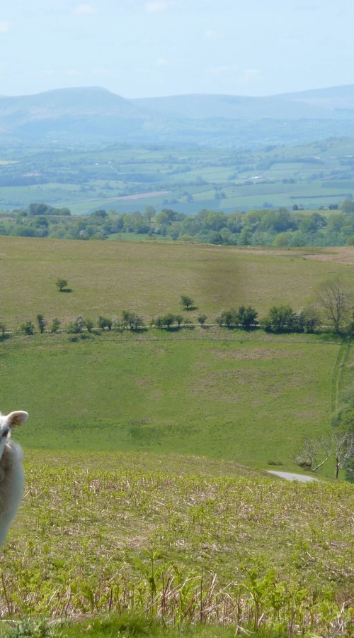 Look here ewe... by Tim Saunders