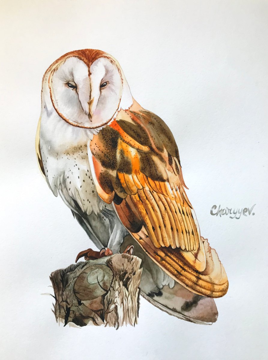 Owl from the collection Watercolor birds by Kakajan Charyyev