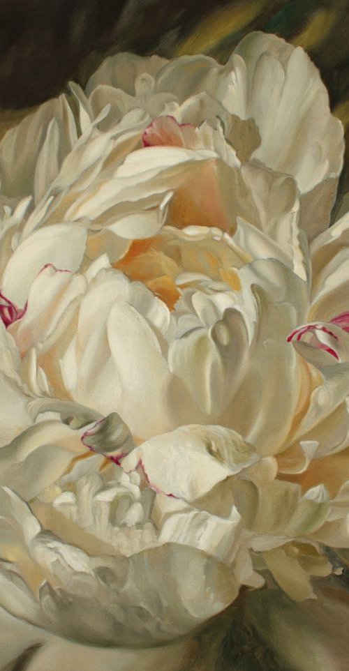 White peony 2 by Julia Diven