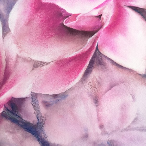 Magnolia blooming, pink flowers watercolor painting