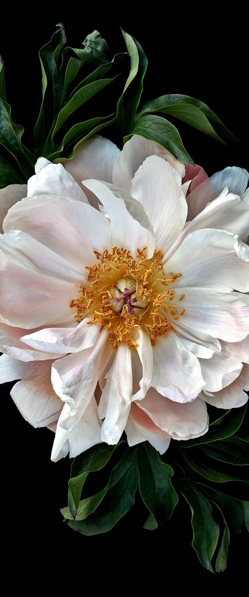 Peony Roseus by Nadia Culph