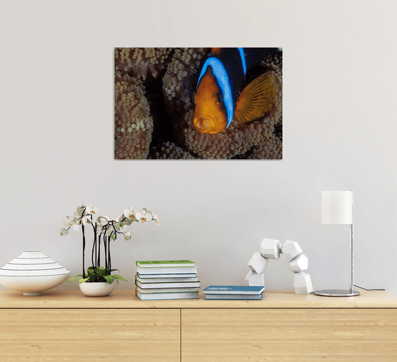 Don't Come Near! - Metal Print - Ready To Hang - Underwater Macro - Belize