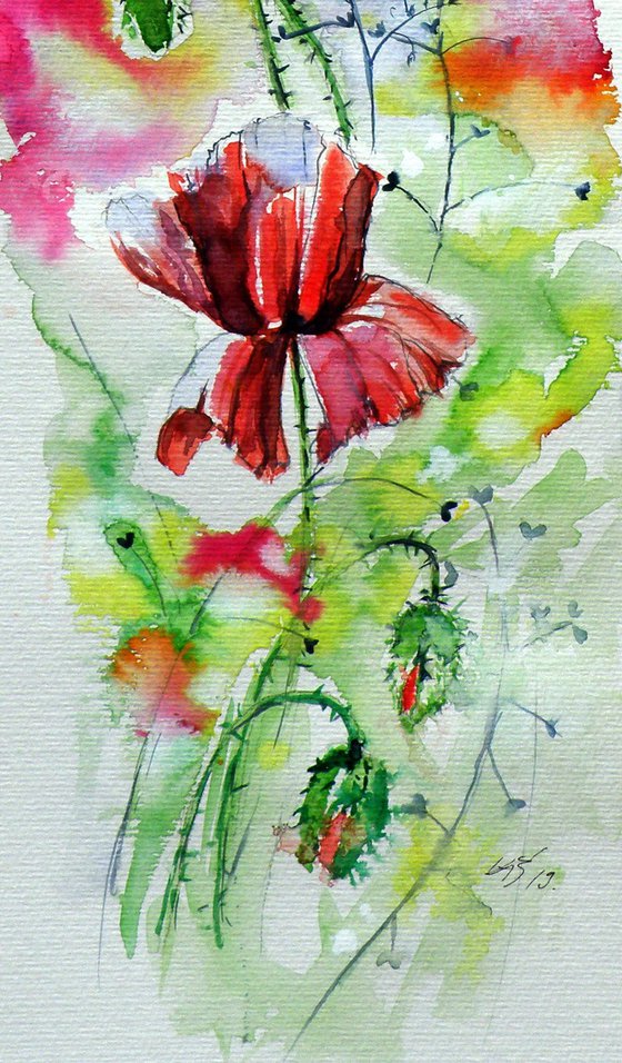 Poppies of summer IV