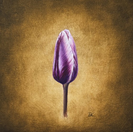 Purple tulip