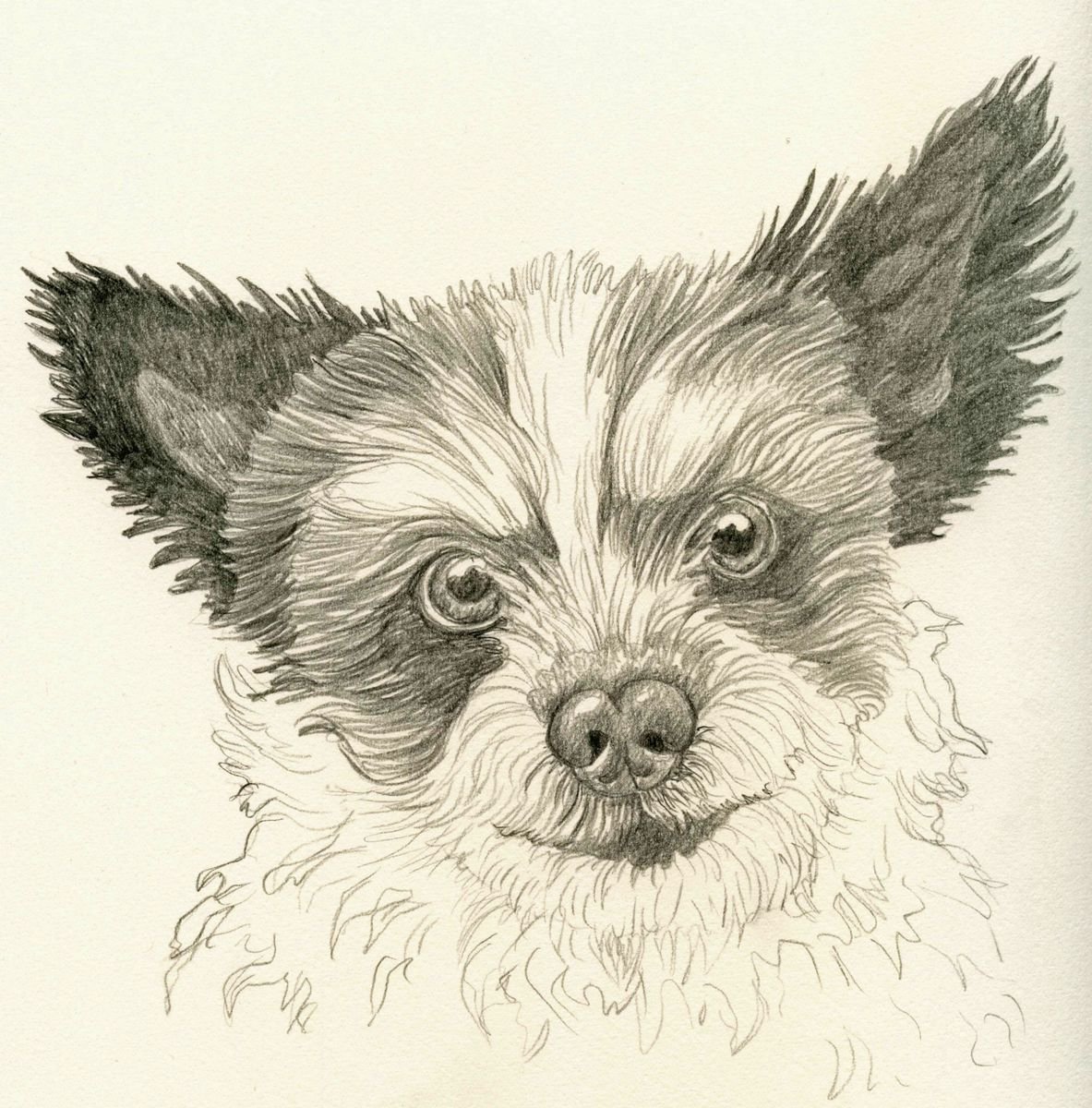 Black and White Terrier Mix Study Dog Art Original Graphite Pencil Drawing 9 x 9 Inches-Ca... by carla smale