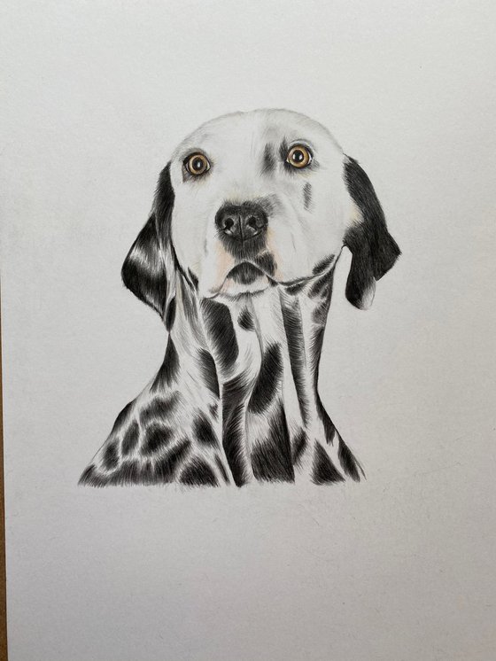 Dalmatian