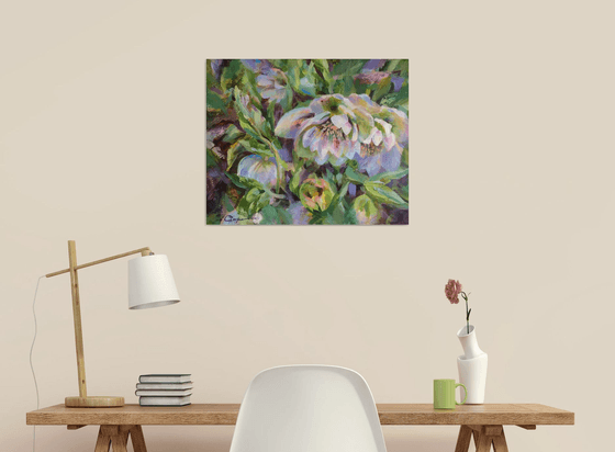 Hellebore flowers