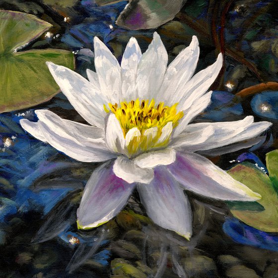 Water Lily