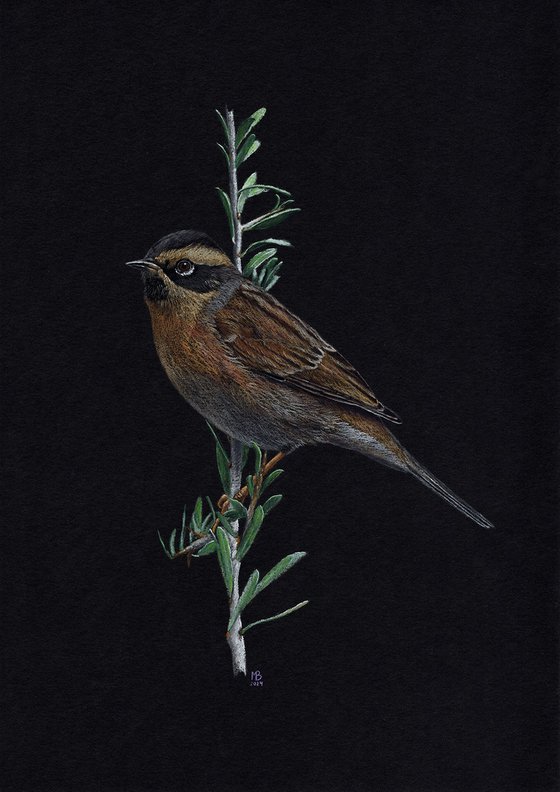 Black-throated accentor