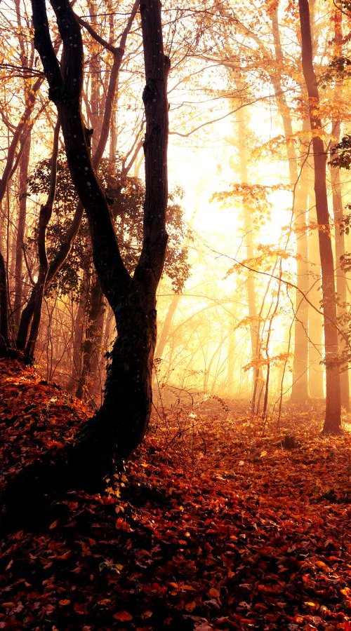 Sunrise in foggy forest - 60x80x4cm print on canvas 05087a1 READY to HANG by Kuebler