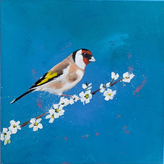 Goldfinch on Cherry Blossom