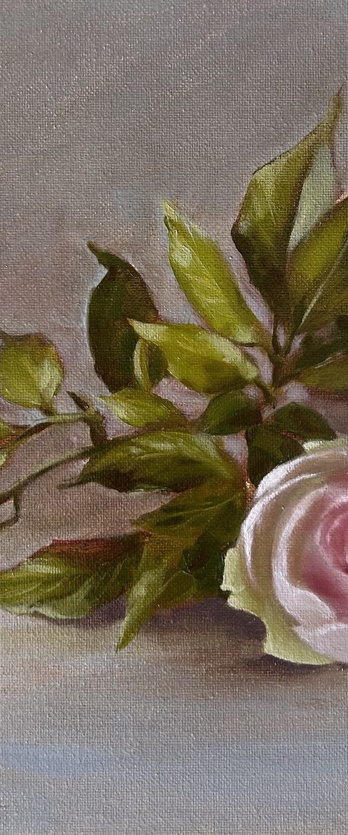 Pink rose by Alina Karpova