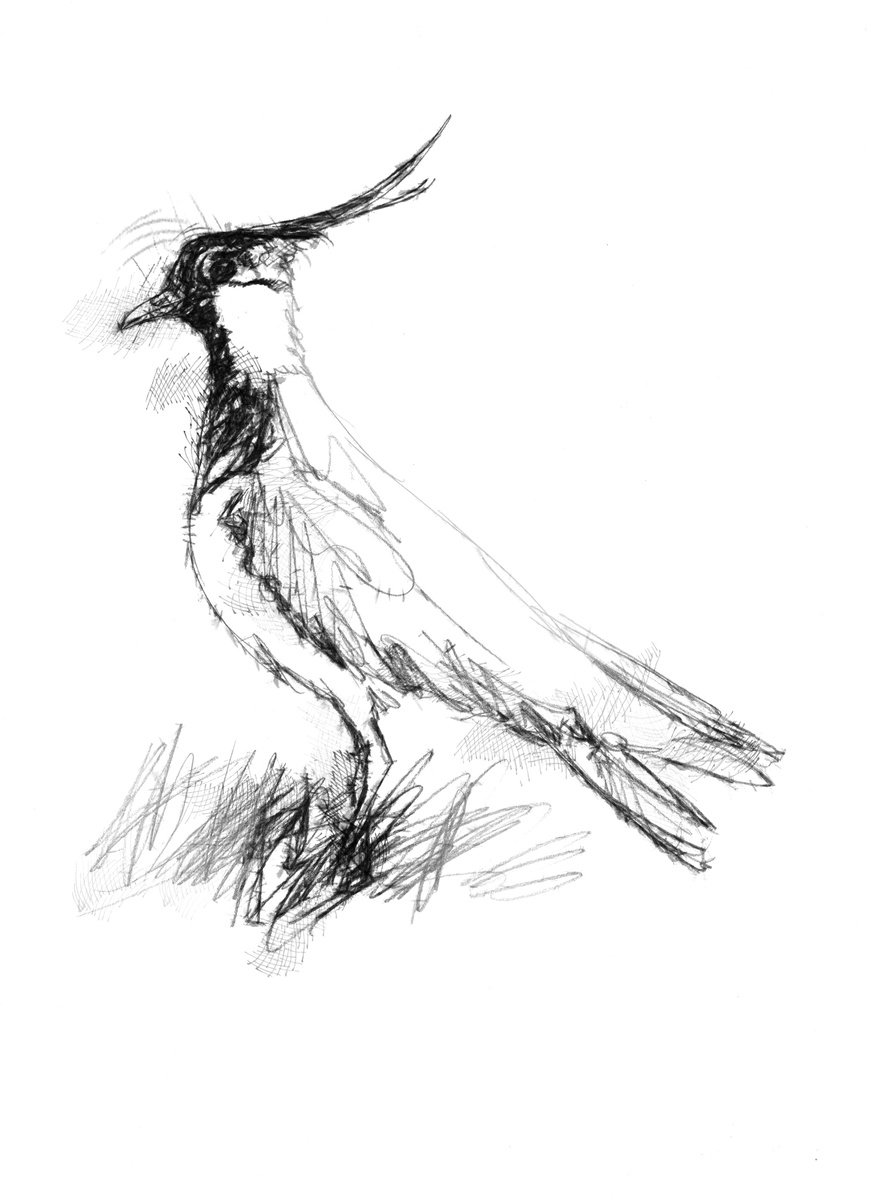 Lapwing by Sean Briggs