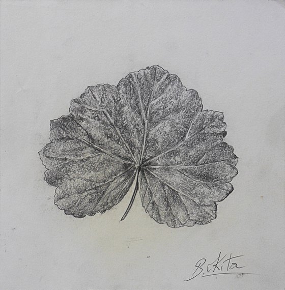 The leaf of Malva Sylvestris, botanical art, drawing