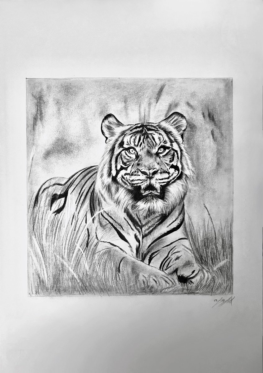 Photorealistic Animal Pencil Drawing By Amelia Taylor, 8 X 12, The King Of The Jungle, Original Artwork