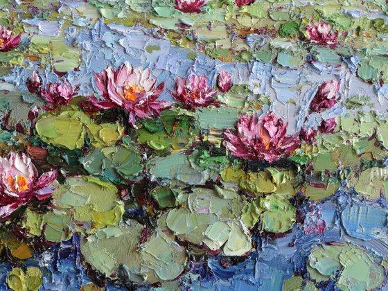 Pink Water Lilies