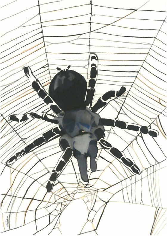 Spider I Animal Drawing