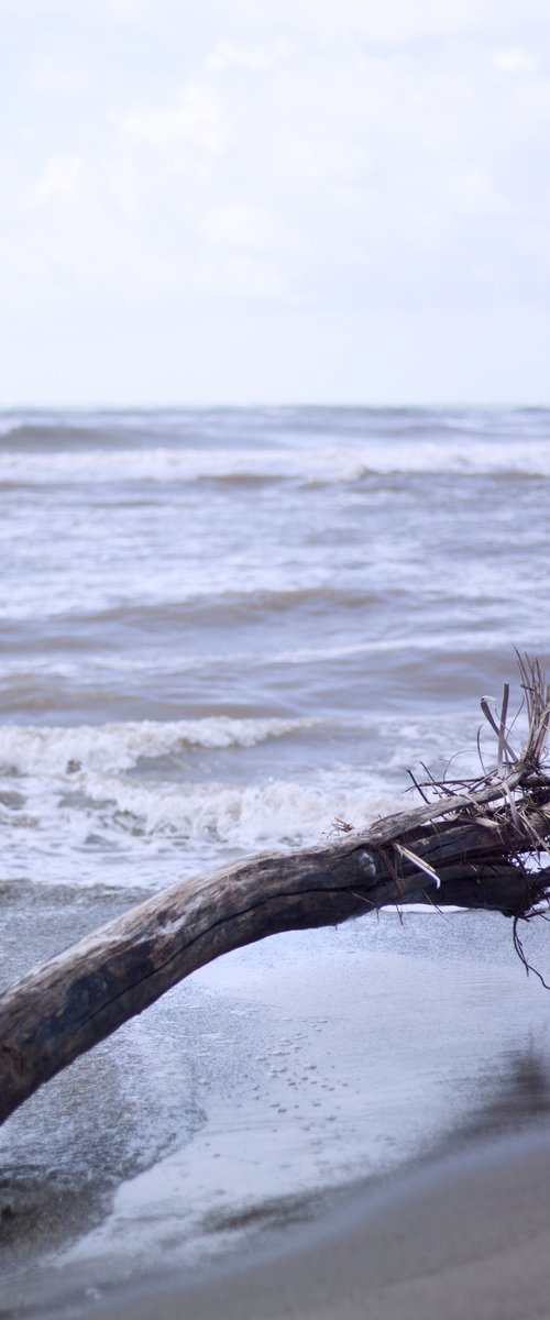 Wood in the sea no.4 by Mattia Paoli