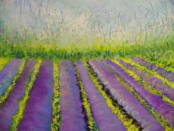 Lavender Fields